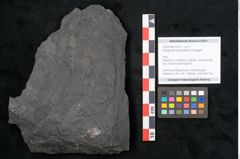 Foto (Objekt + Etikett) von Noeggerathia palmaeformis Goeppert (NHMW-GEO-2024-0188-10741)